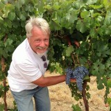 Dolcetto grape bunch