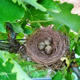 Wood Swallow nest